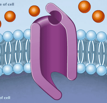 How Facilitated Diffusion Works