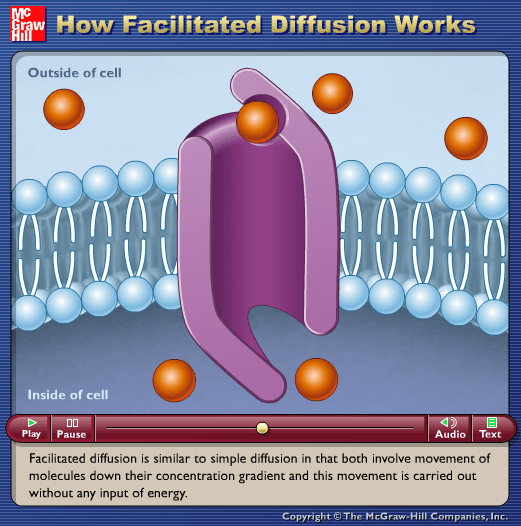 How Facilitated Diffusion Works screenshot
