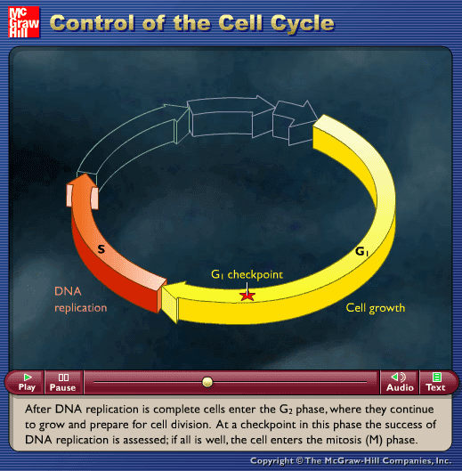 Control of the Cell Cycle screenshot
