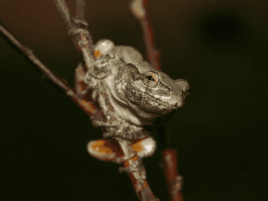 Gray Treefrog Jigsaw