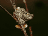 Gray Treefrog Jigsaw