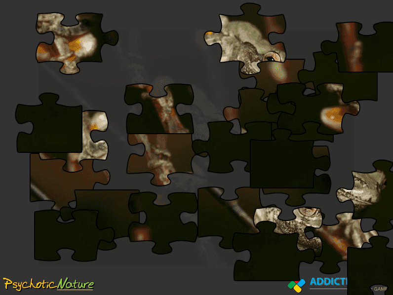 Gray Treefrog Jigsaw screenshot