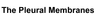The Pleural Membranes