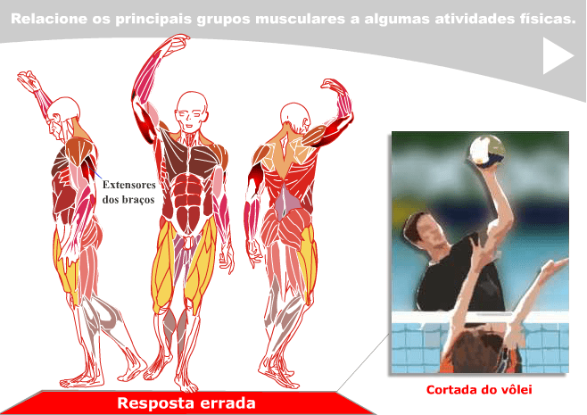 Músculos screenshot