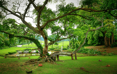 Sentosa - Heritage Tree Virtual Reality Image