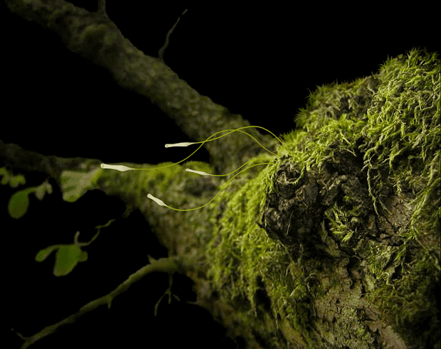 Plantage screenshot