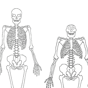 Compare the Skeletons