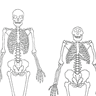 Compare the Skeletons