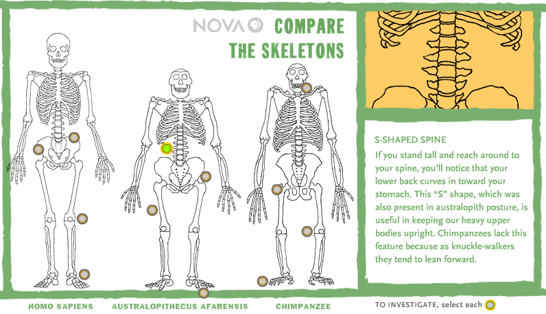 Compare the Skeletons screenshot