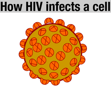 How HIV Infects a Cell