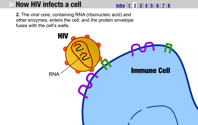 How HIV Infects a Cell screenshot