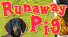 Charlotte's Web: Runaway Pig