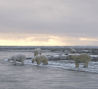 ARKive’s Climate Change Quiz