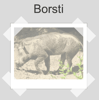 Borsti