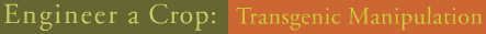 Engineer a Crop: Transgenic Manipulation