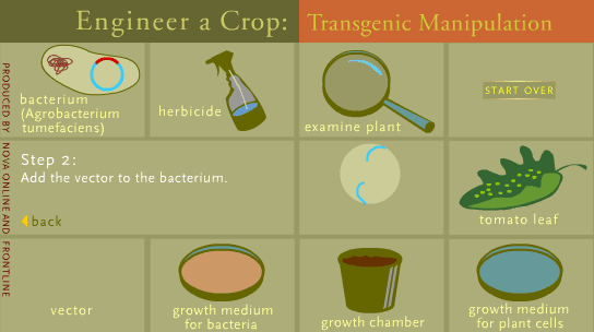 Engineer a Crop: Transgenic Manipulation screenshot