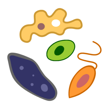The Mysteries of Life With Tim & Moby: Protozoa