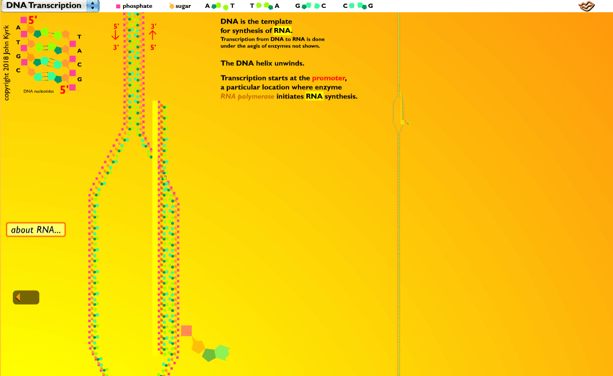 DNA Transcription screenshot