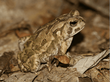 Fowlers Toad