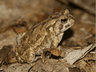Fowlers Toad
