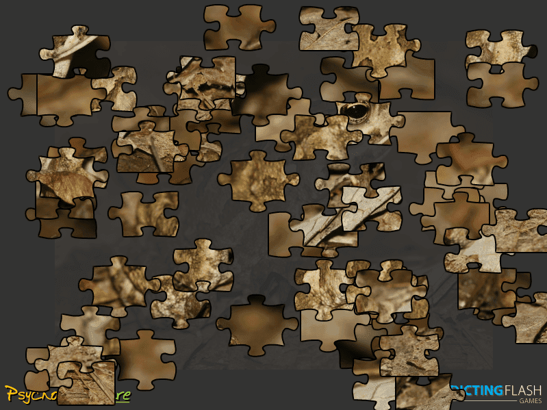 Fowlers Toad screenshot
