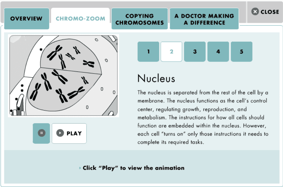 A Closer Look at Chromosomes screenshot