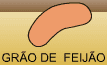 Como o grão de feijão se transforma em planta