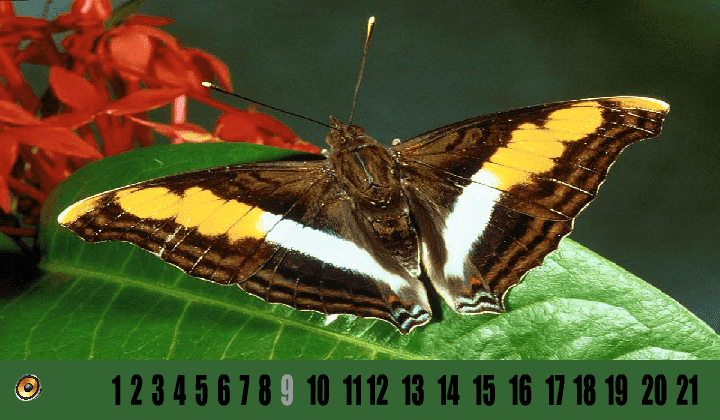 Hidden Number - Butterfly screenshot