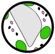 Ruchy Cytoplazmy Zajawka