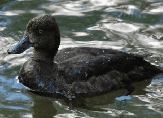 The Impossible Quack screenshot