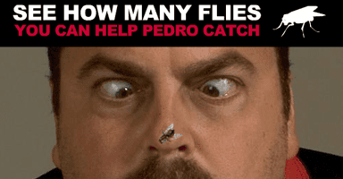 Pedro Fly Catcher