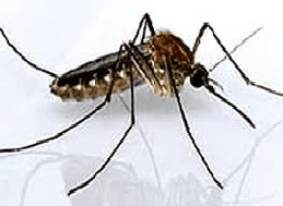 Cruzadinha - Contra a Dengue