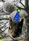 Birthday Squirrels