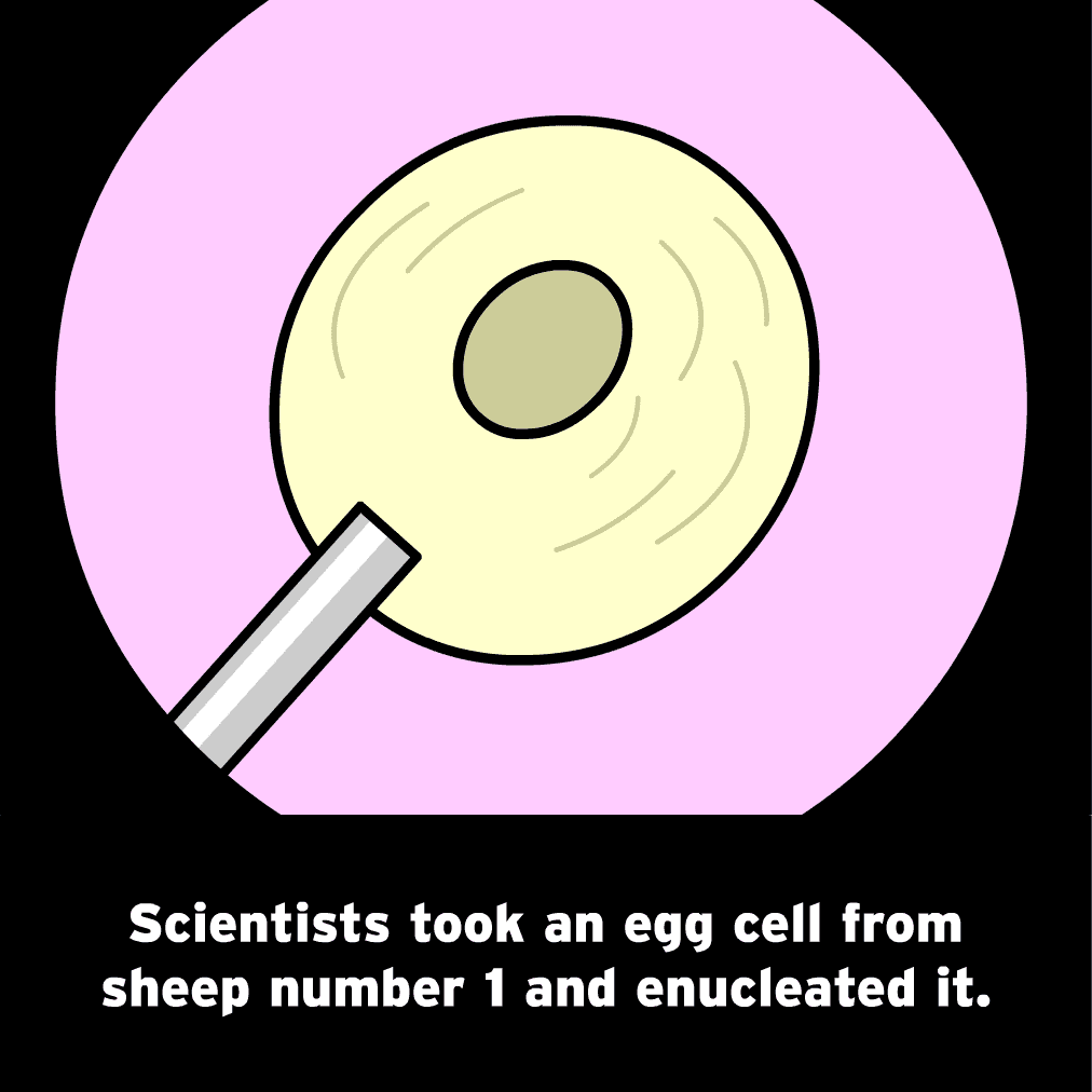 The Mysteries of Life With Tim & Moby: Dolly the Sheep screenshot