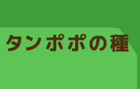 タンポポの種