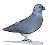 7時をおしらせする鳩