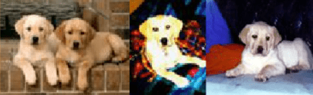 Labrador Vendo Lindos Filhotes Banner screenshot
