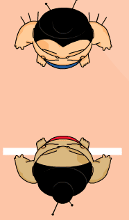 Sumo